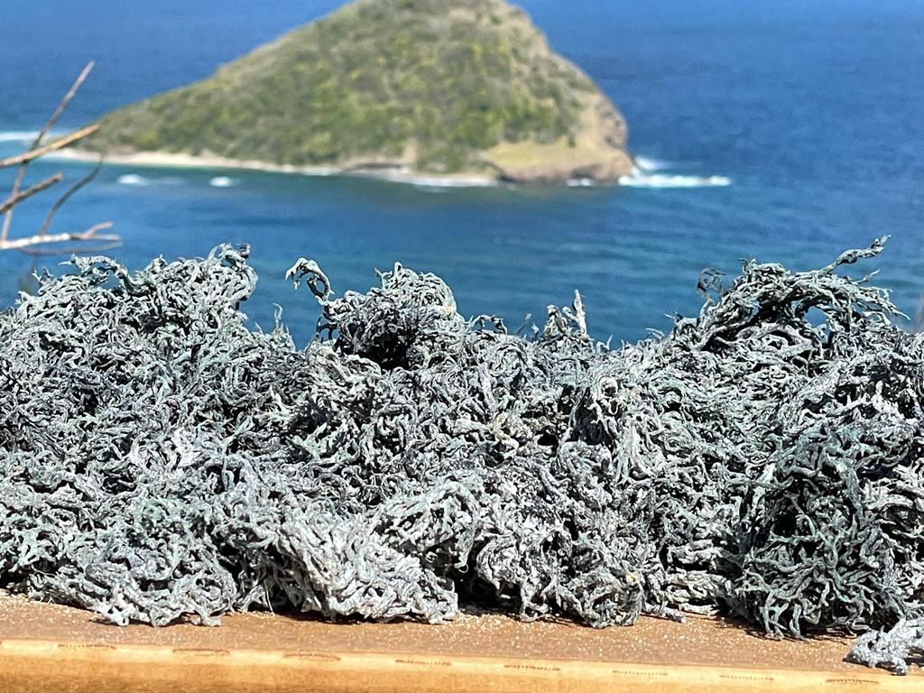 Green Sea Moss Wholesale | 5–50 lb Dried Bulk