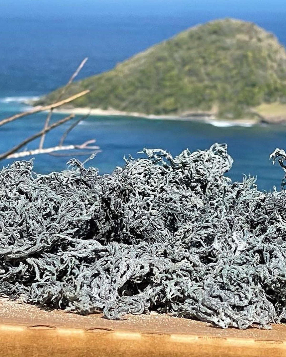 Green Sea Moss Wholesale | 5–50 lb Dried Bulk