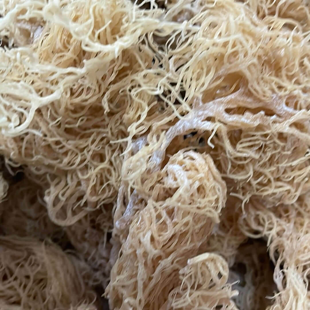 Large-Volume Gold Sea Moss | 25–1,000 lb Business Supply