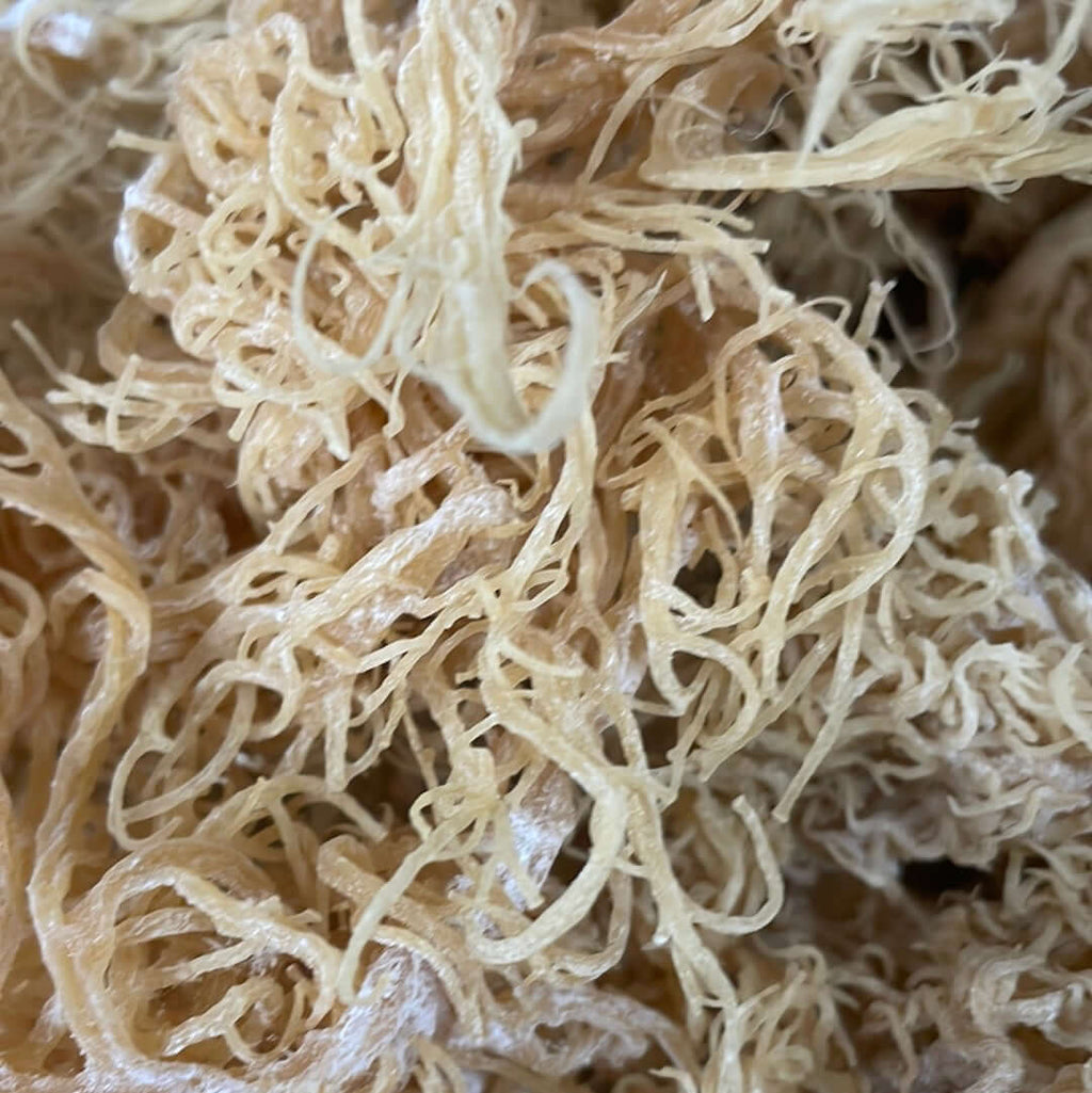 Large-Volume Gold Sea Moss | 25–1,000 lb Business Supply