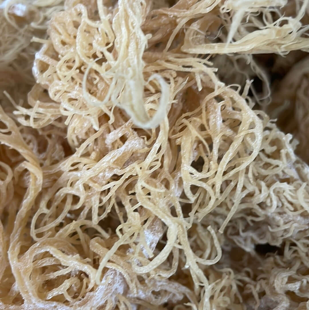 Large-Volume Gold Sea Moss | 25–1,000 lb Business Supply