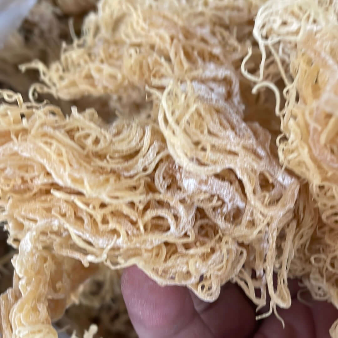 Large-Volume Gold Sea Moss | 25–1,000 lb Business Supply